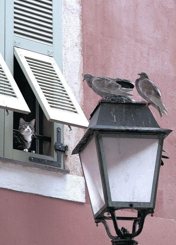 跨界主宰，从NBA的黄昏到欧冠的黎明